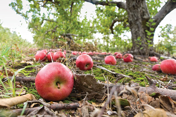 Don’t let negotiations upset the apple cart